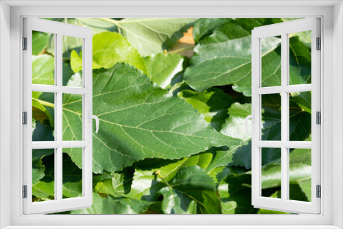 Fototapeta Naklejka Na Ścianę Okno 3D - The leaves of mulberry on mulberry tree, Mulberry leaves food for silkworms raw materials for silk production.