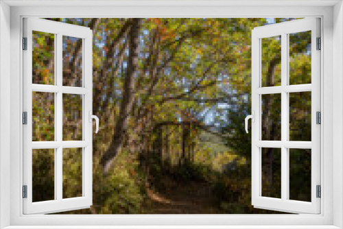 Fototapeta Naklejka Na Ścianę Okno 3D - beech forest in the beech forest of la tejera negra, autumn colours