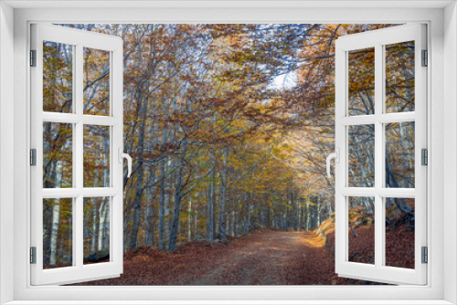 Fototapeta Naklejka Na Ścianę Okno 3D - Road covered with leaves of beech trees in a beech forest in autumn, province of Genoa, Italy