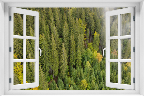 Fototapeta Naklejka Na Ścianę Okno 3D - Aerial top view of autumn pine forest in Carpathians. Drone photography