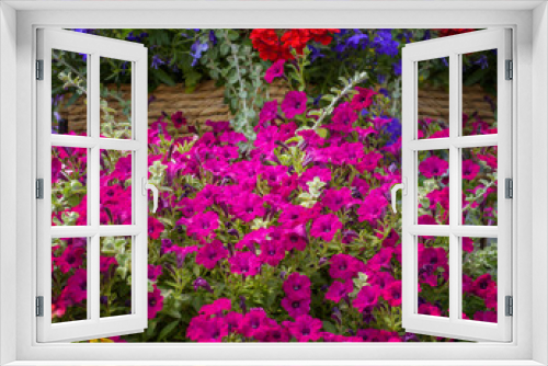 Fototapeta Naklejka Na Ścianę Okno 3D - Magenta Ampoules Petunia, spring flowers