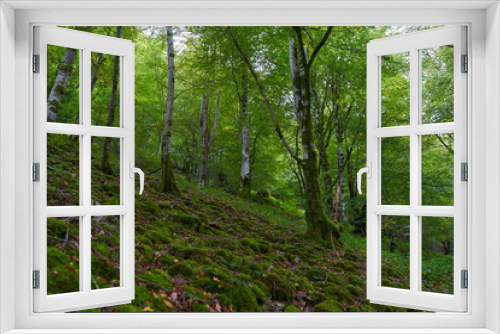 Fototapeta Naklejka Na Ścianę Okno 3D - Enchanted forest covered in moss