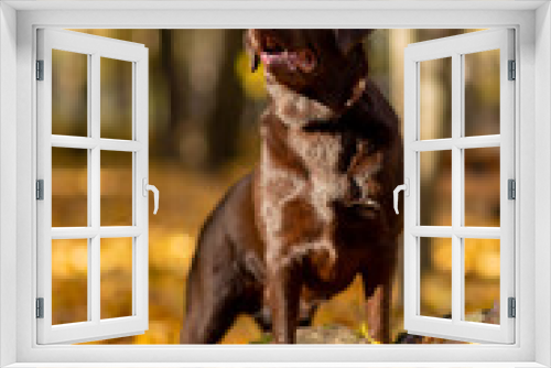 Fototapeta Naklejka Na Ścianę Okno 3D - a young Labrador retriever dog of chocolate color stands in a beautiful rack on a stump with its front paws on a sunny autumn day looking with interest to the side
