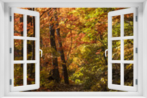 Fototapeta Naklejka Na Ścianę Okno 3D - 가을 색으로 한껏 물든 숲속