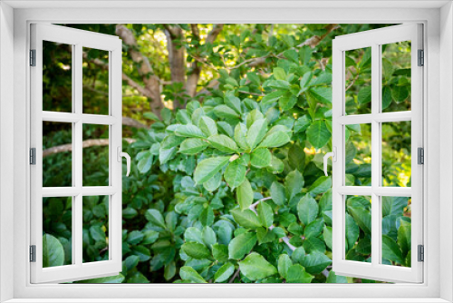 Fototapeta Naklejka Na Ścianę Okno 3D - Magnolia leaves in the garden. Selective focus.