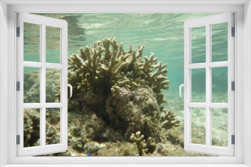 Fototapeta Naklejka Na Ścianę Okno 3D - 鳩間島のサンゴ