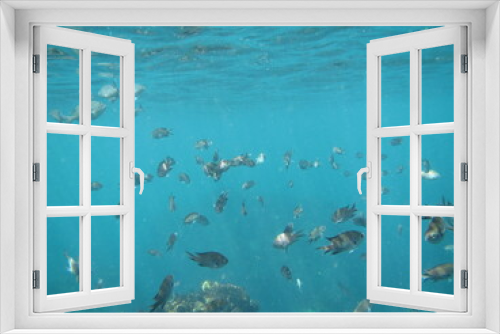 Fototapeta Naklejka Na Ścianę Okno 3D - ヒリゾ海岸の魚たち