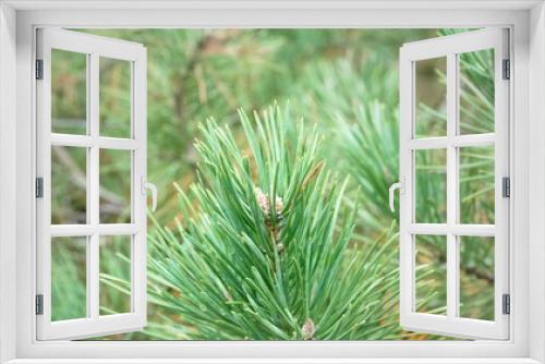 Fototapeta Naklejka Na Ścianę Okno 3D - Pine branches, in the forest, close-up, green needles, round, lush, branch, sharp, natural, macro
