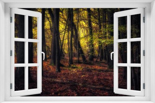 Fototapeta Naklejka Na Ścianę Okno 3D - Golden October, lovely warm colors in the forest wood hills of the Saarland countryside in Germany, Europe in autumn fall