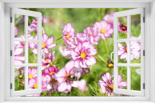 Fototapeta Naklejka Na Ścianę Okno 3D - 秋　コスモスの花畑の壁紙