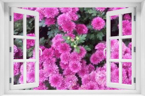 Fototapeta Naklejka Na Ścianę Okno 3D - pink chrysanthemum flowers with green leaves in the garden