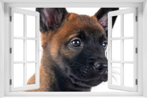 Fototapeta Naklejka Na Ścianę Okno 3D - puppy malinois in studio