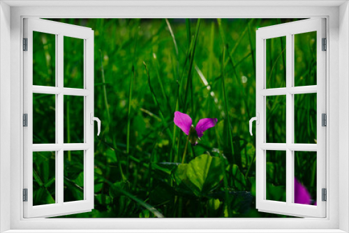 Fototapeta Naklejka Na Ścianę Okno 3D - pink flowers in the grass
