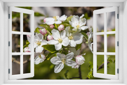 Fototapeta Naklejka Na Ścianę Okno 3D - Apple blossoms, close-up
