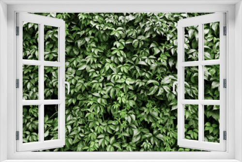 Fototapeta Naklejka Na Ścianę Okno 3D - Climber plant background. Creeper plant texture. Gedge bush pattern. Natural summer wall. Home outdoor decoration. Green leaves texture.