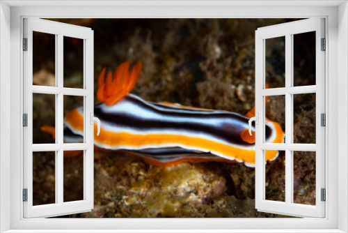 Fototapeta Naklejka Na Ścianę Okno 3D - A colorful nudibranch, Chromodoris elizabethina, crawls over a shallow coral reef in Indonesia. This species, along with many other nudibranchs, feeds on aplysilid sponges. 