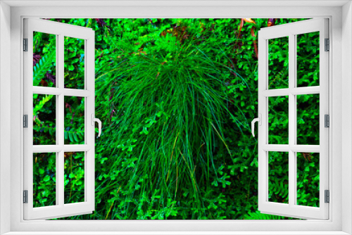 Fototapeta Naklejka Na Ścianę Okno 3D - Azores, sao miguel, forest : grass