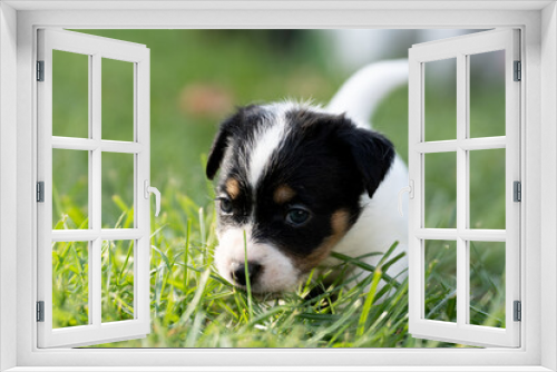 Fototapeta Naklejka Na Ścianę Okno 3D - Szczeniaki jack russell terrier, rasowe kilkutygodniowe pieski w naturalnej scenerii