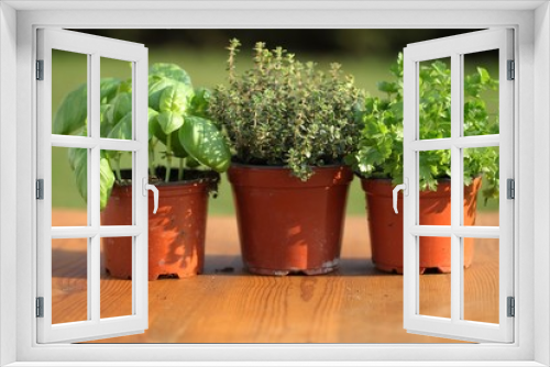Fototapeta Naklejka Na Ścianę Okno 3D - Basil, thyme and parsley in flower pots