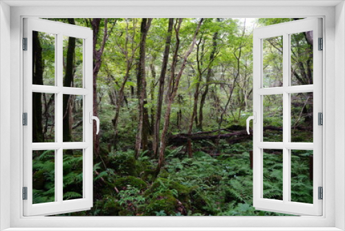 Fototapeta Naklejka Na Ścianę Okno 3D - thick summer forest with fern