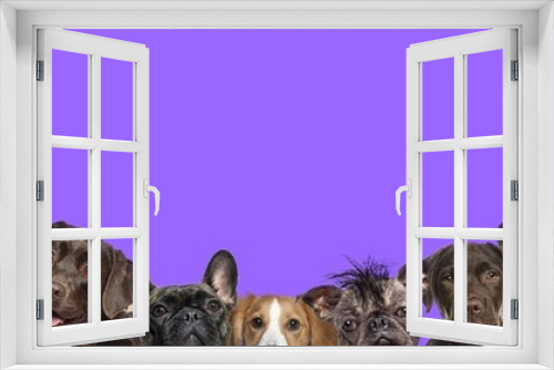 Fototapeta Naklejka Na Ścianę Okno 3D - Banner with large group of dogs together in a row sort by size on purple background
