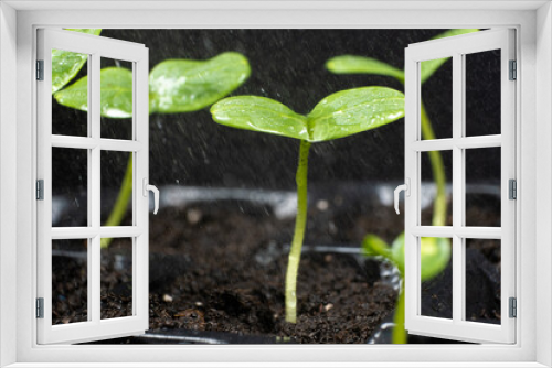 Fototapeta Naklejka Na Ścianę Okno 3D - Growing cucumbers from seeds. Step 4 - First Sprouts