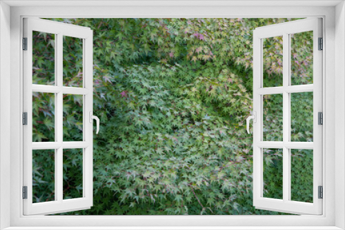 Fototapeta Naklejka Na Ścianę Okno 3D - 上から見下ろす一面のモミジの葉