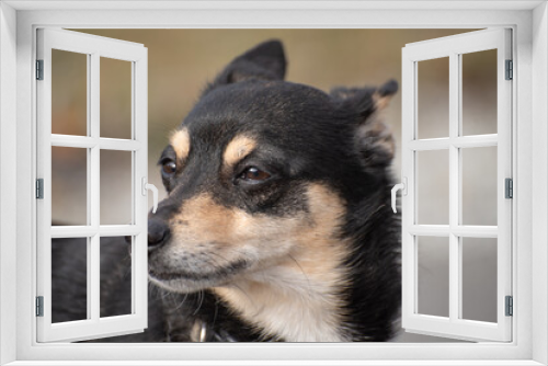Fototapeta Naklejka Na Ścianę Okno 3D - portrait of a dog