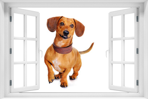 Fototapeta Naklejka Na Ścianę Okno 3D - happy dachshund dog