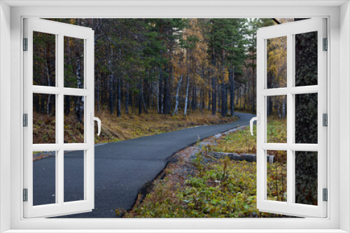 Fototapeta Naklejka Na Ścianę Okno 3D - Wet asphalt road leading through autumn forest in vibrant colors on a rainy day. Moist paved road in the embrace of lush forest trees in amazing shades of fall season. Beautiful woods in fall shades.