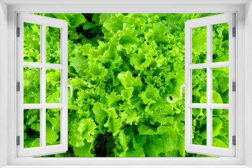 Fototapeta Naklejka Na Ścianę Okno 3D - Green lettuce texture grows in the garden. salad plant farming in a greenhouse.