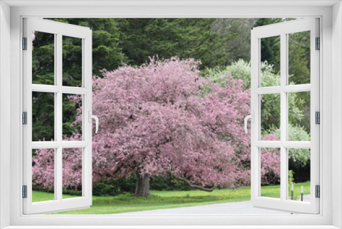 Fototapeta Naklejka Na Ścianę Okno 3D - blooming tree in spring