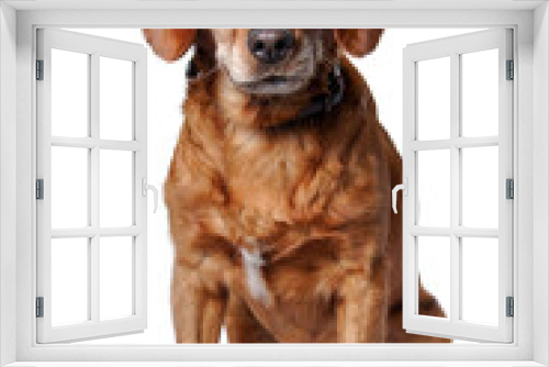 Fototapeta Naklejka Na Ścianę Okno 3D - one brown dog (mongrel) , png file