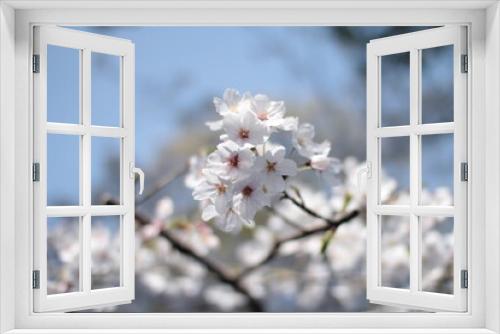 Fototapeta Naklejka Na Ścianę Okno 3D - 桜６