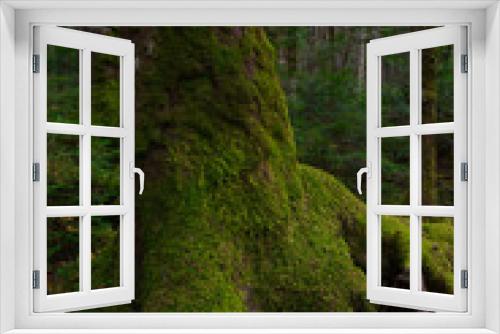 Fototapeta Naklejka Na Ścianę Okno 3D - Moss in the forest around Shirakoma Pond