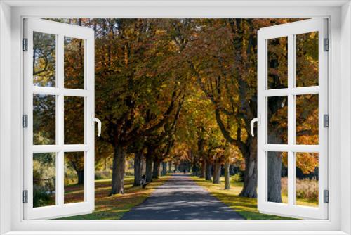 Fototapeta Naklejka Na Ścianę Okno 3D - Landscape view of small street with colourful trees in fall, Golden yellow and orange leaves with soft sunlight in the morning, Nature path with row of tree along the road, Nature autumn background.