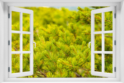 Fototapeta Naklejka Na Ścianę Okno 3D - 松の葉