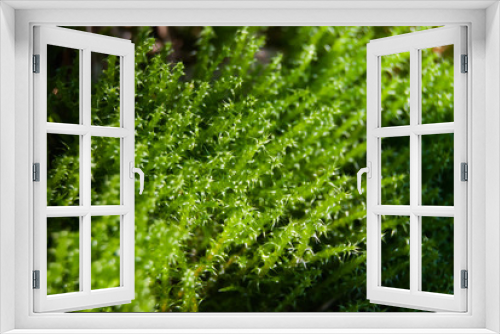 Fototapeta Naklejka Na Ścianę Okno 3D - green moss