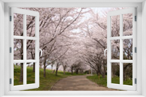 Fototapeta Naklejka Na Ścianę Okno 3D - 山田池公園の桜