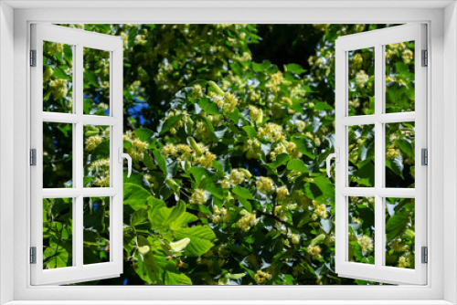 Fototapeta Naklejka Na Ścianę Okno 3D - Linden yellow blossom of Tilia cordata tree small-leaved lime, little leaf linden flowers or small-leaved linden bloom, banner close up. Botany blooming trees with white flowers
