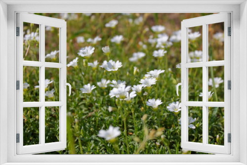 Fototapeta Naklejka Na Ścianę Okno 3D - White tender field flowers.