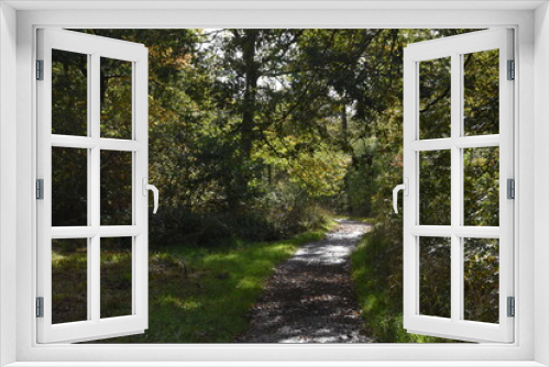 Fototapeta Naklejka Na Ścianę Okno 3D - a walk through Monkwood in Worcestershire during autumn