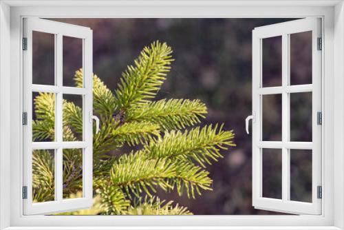 Fototapeta Naklejka Na Ścianę Okno 3D - The plant in the park - pine, spruce, leaves