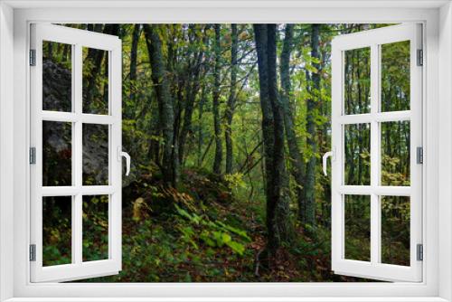 Fototapeta Naklejka Na Ścianę Okno 3D - undergrowth landscape with trees landscape