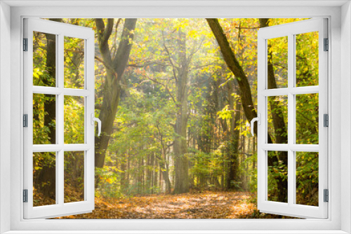 Fototapeta Naklejka Na Ścianę Okno 3D -  Pathway in the autumn forest