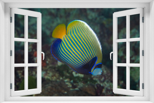 Fototapeta Naklejka Na Ścianę Okno 3D - Angelfish