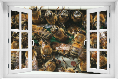 Fototapeta Naklejka Na Ścianę Okno 3D - Close up shot of lots of bees on a gate of bee box