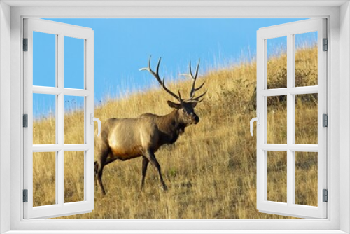 Fototapeta Naklejka Na Ścianę Okno 3D - Bull elk walking on side of a hill.