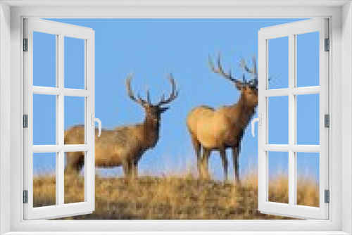 Fototapeta Naklejka Na Ścianę Okno 3D - Bull elk standing on top of a hill.
