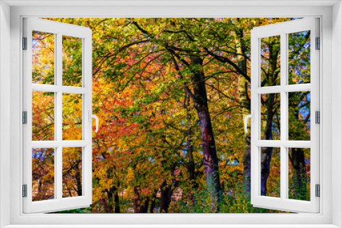 Fototapeta Naklejka Na Ścianę Okno 3D - autumn coloured trees and leaves